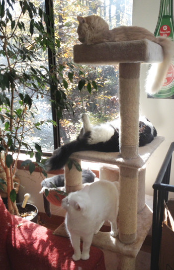 Four Cats on Tree 2012